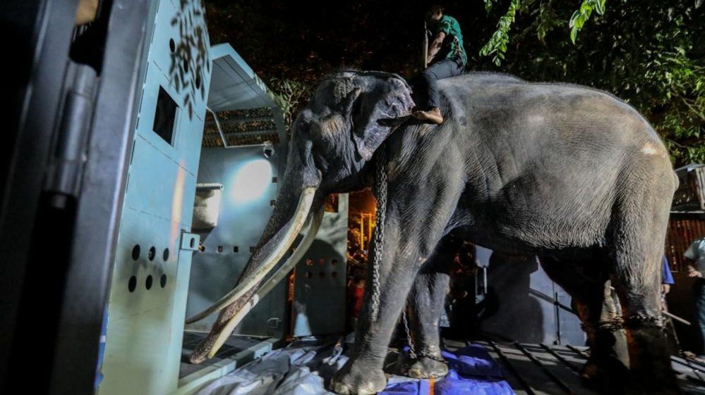 Thai elephant Muthu Raja getting into its flight cage for its flight back to Thailand
