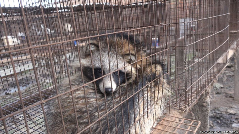 A raccoon dog caged