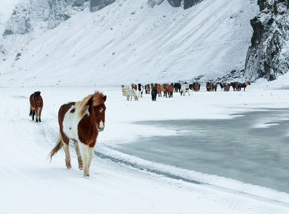 Ponies in a winter landscape