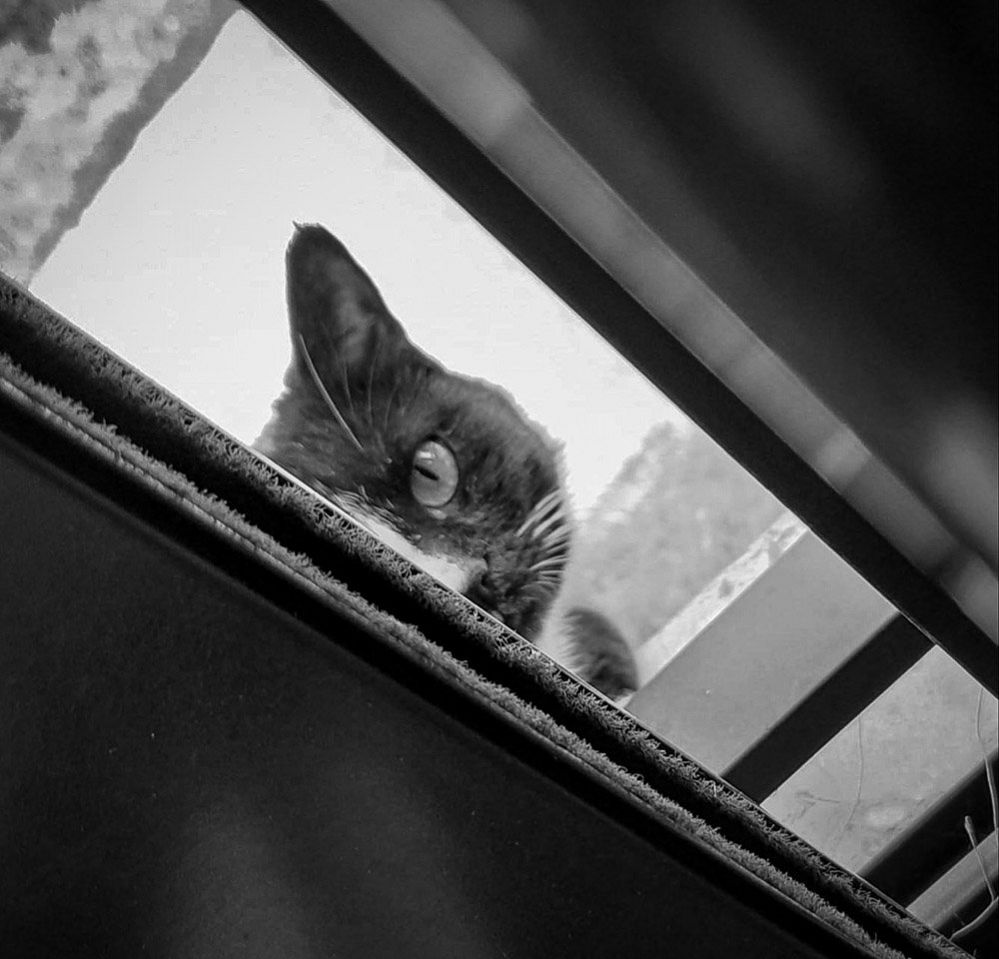 Cat in a doorway