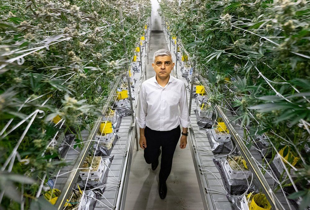 Mayor of London Sadiq Khan walks through cannabis plants