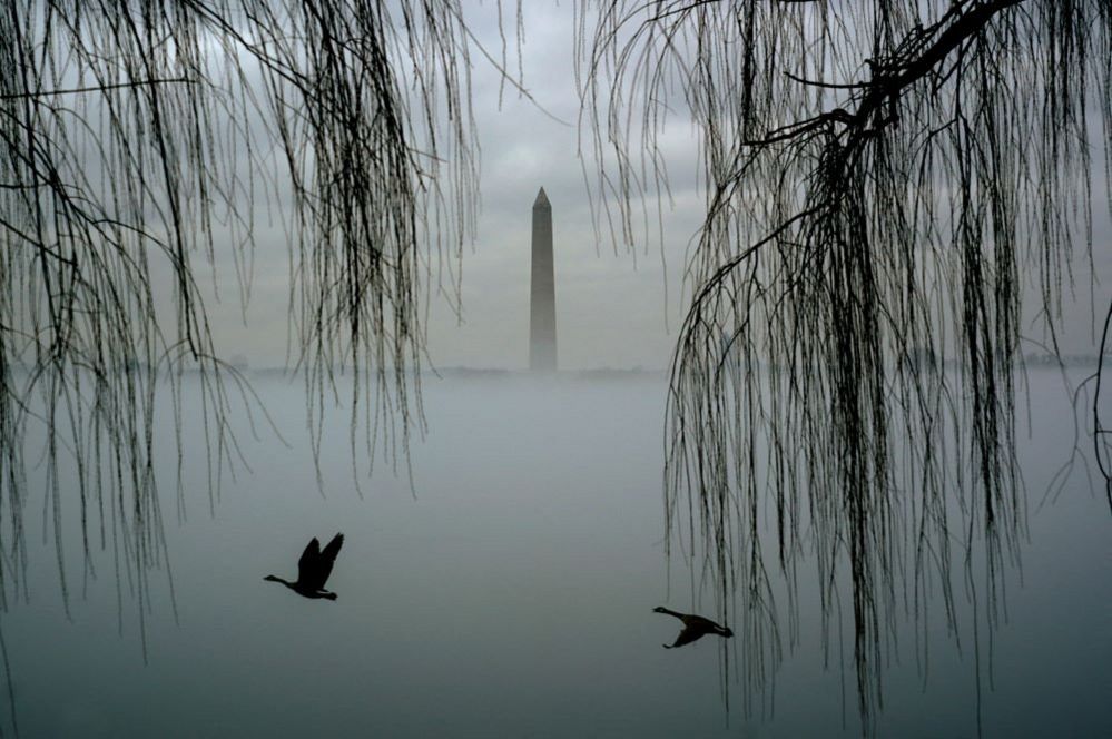 Geese fly past the Washington Monument