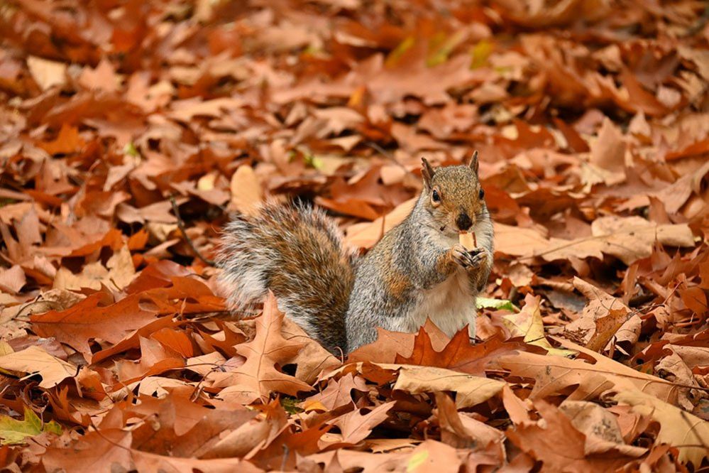 Squirrel in autumn leaves