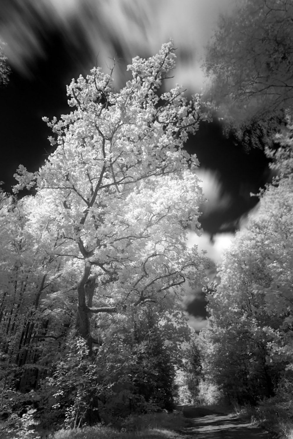 Infrared photo of a wood