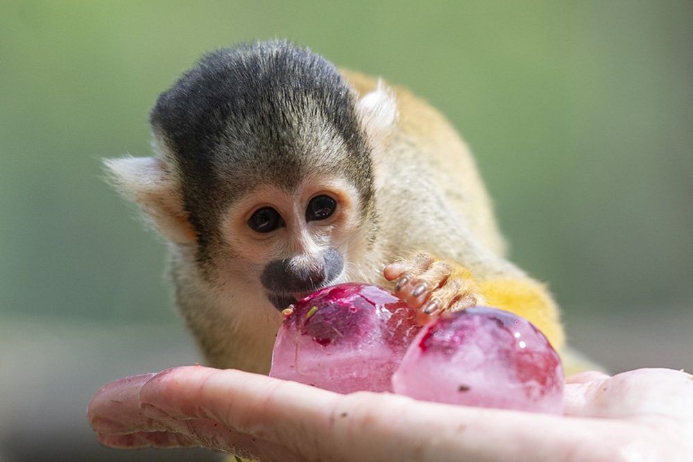 Bolivian squirrel monkey