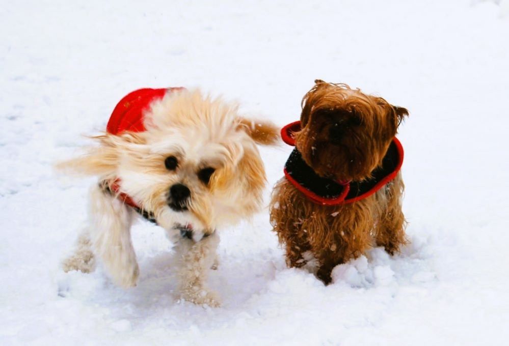 Two dogs in the snow