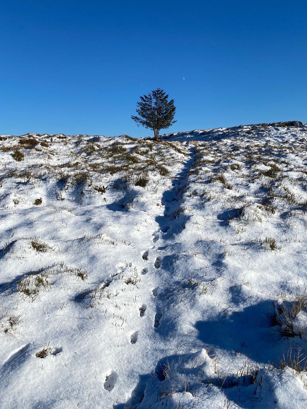 A tree on a snowy moor, near Glossop, Derbyshire