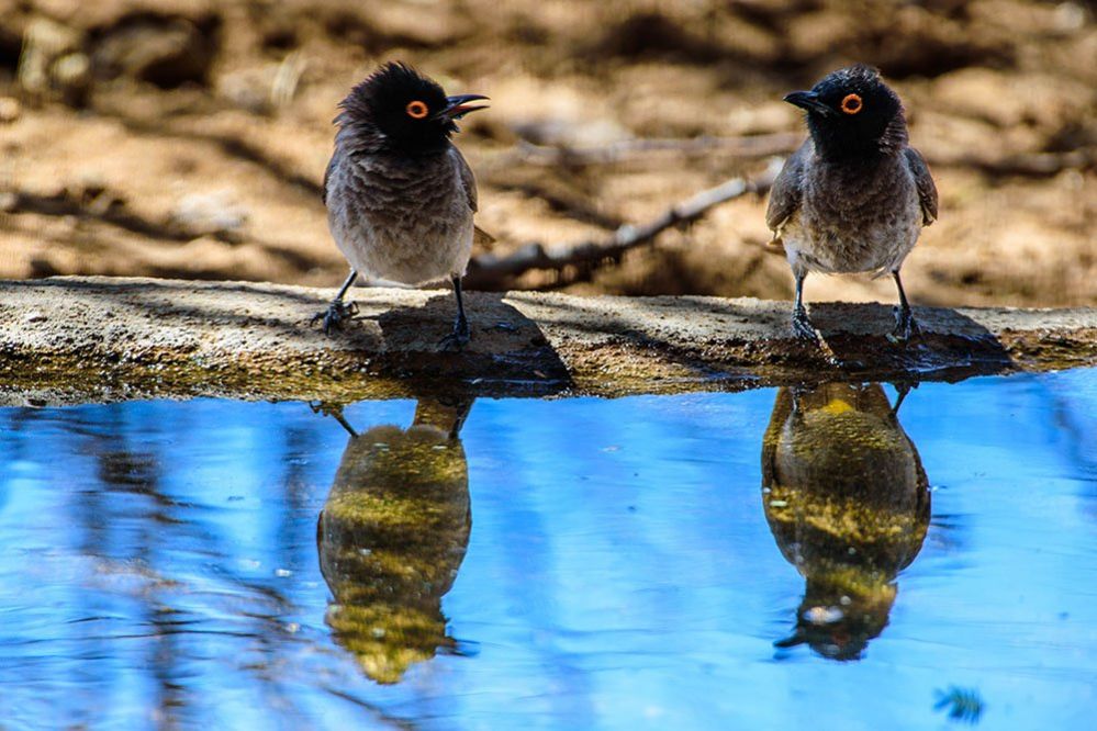 Two birds beside water