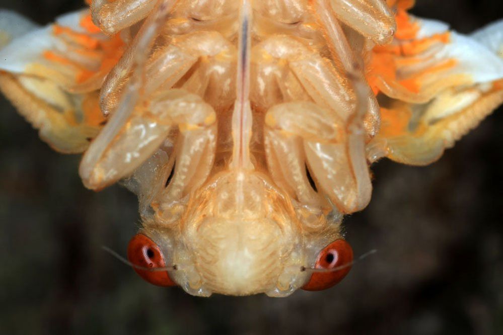 Close up of a cicadas
