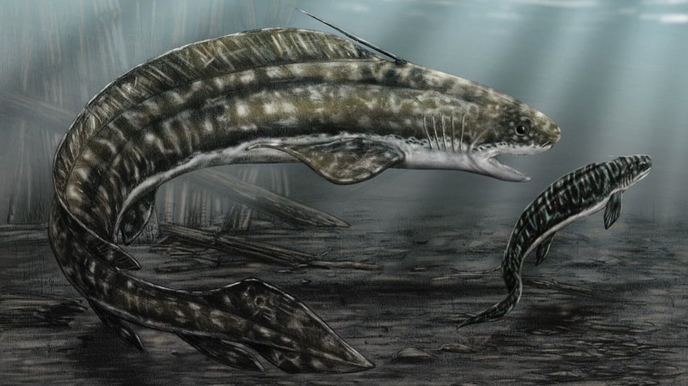 illustration of prehistoric shark