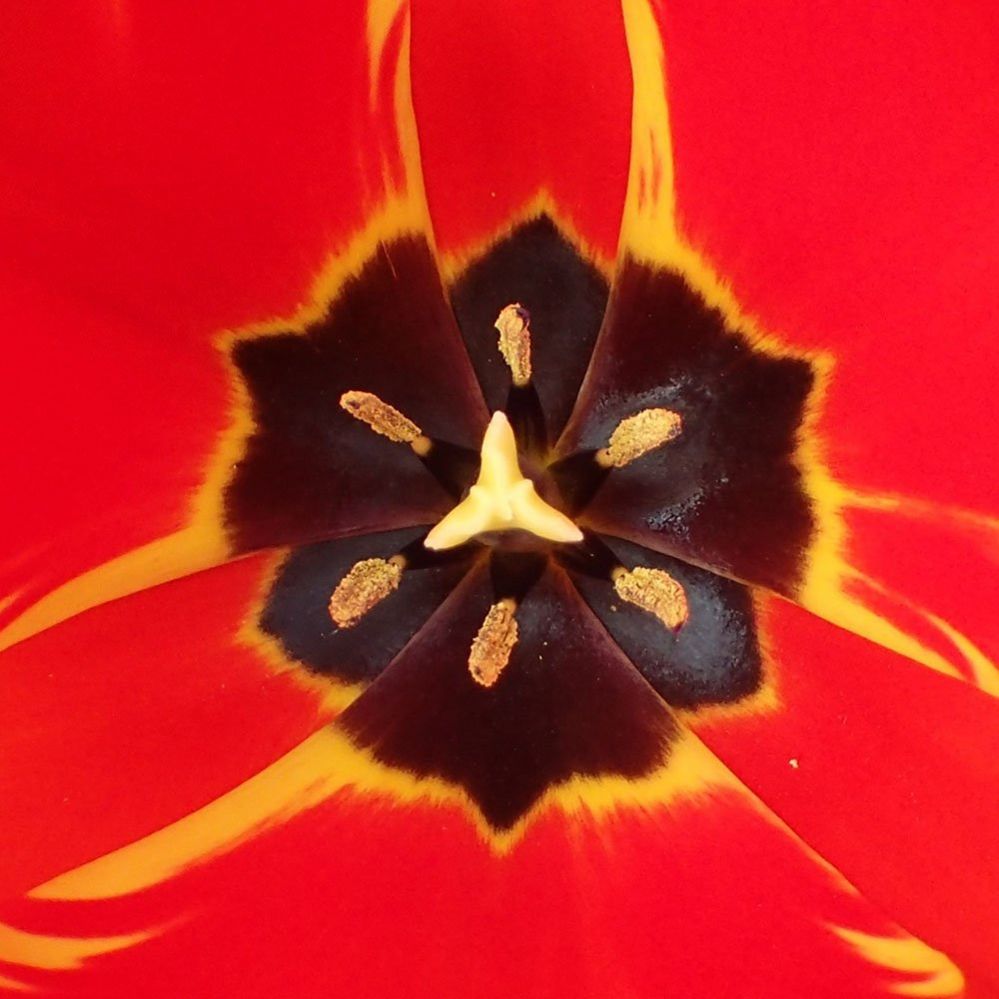 Inside a tulip