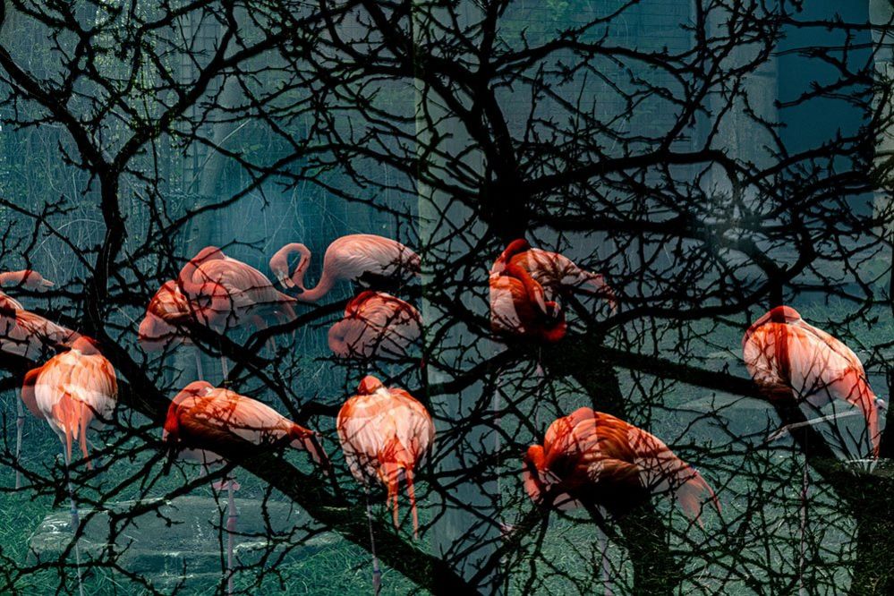 Flamingos and reflections