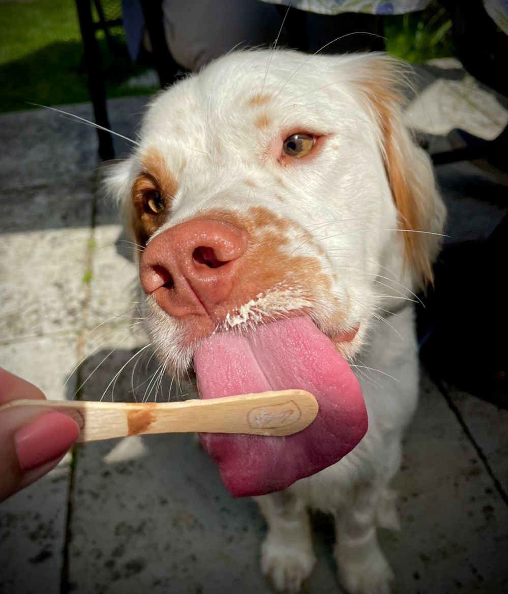 Dog licking a lolly stick