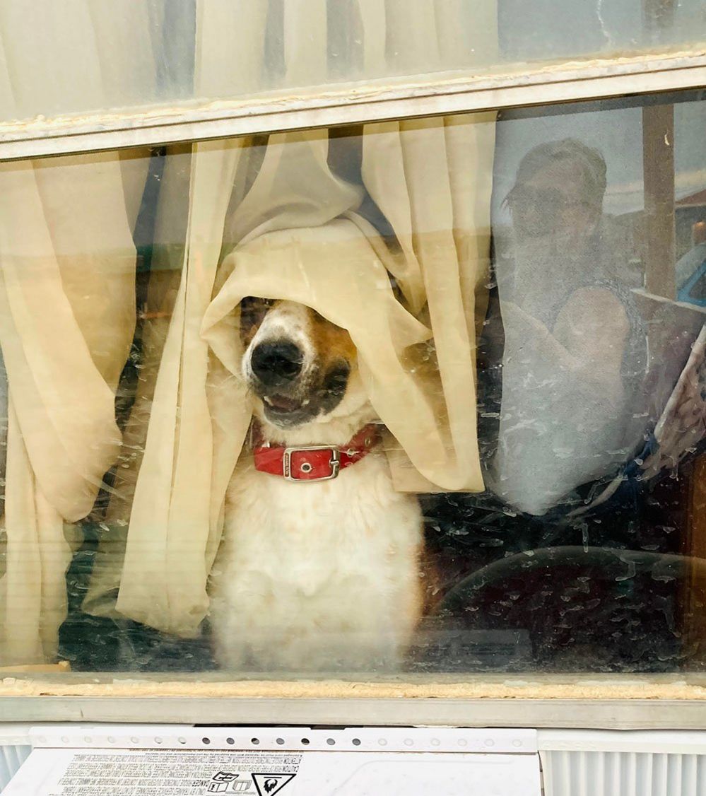 Собака у окна