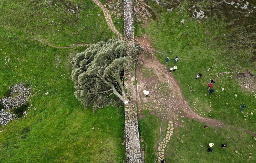 The fallen tree at the Sycamore Gap