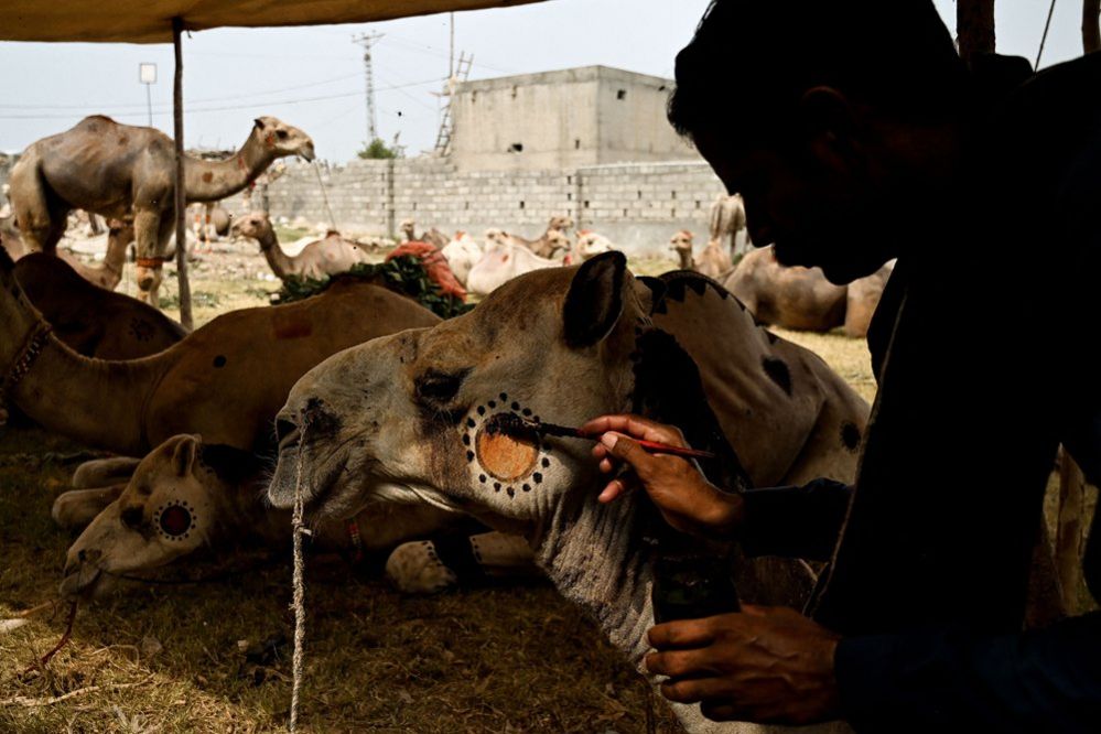 A trader paints a design on a sacrificial camel with henna to attract customers at a livestock market ahead of the upcoming Muslim festival of Eid al-Adha, on the outskirts of Islamabad, Pakistan