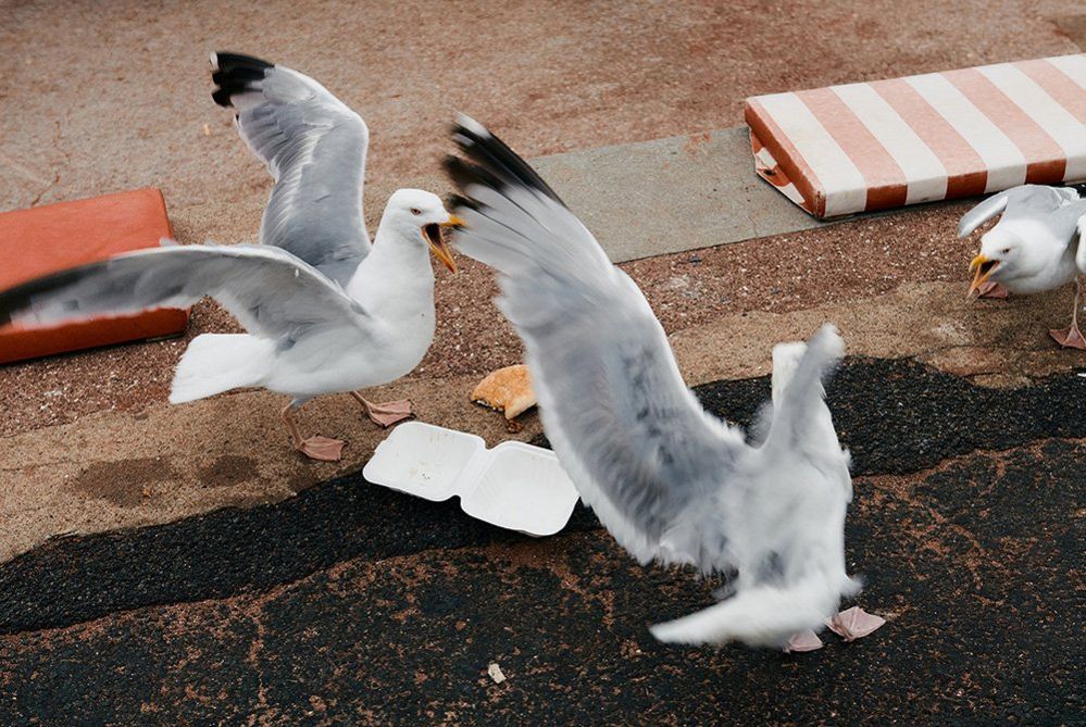 Seagulls fighting for a burger
