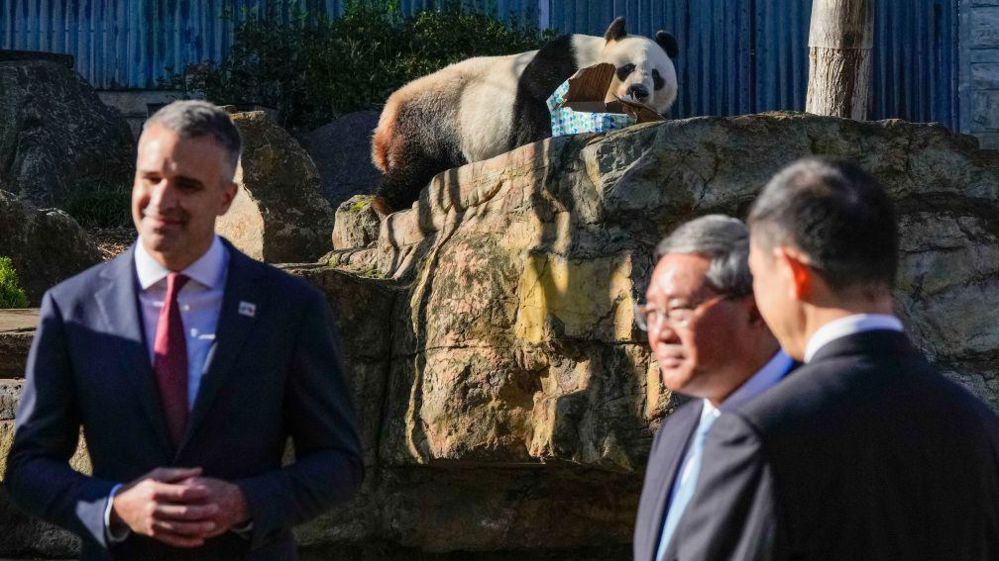 Wang Wang the panda chews on a box as South Australian Premier Peter Malinauskas and China's Premier Li Qiang listen to a Zoo ranger at Adelaide Zoo on June 16, 2024 in Adelaide, Australia. 
