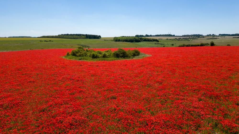 Field of poppies with a small patch of green foliage in a circle shape, and green fields beyond. 