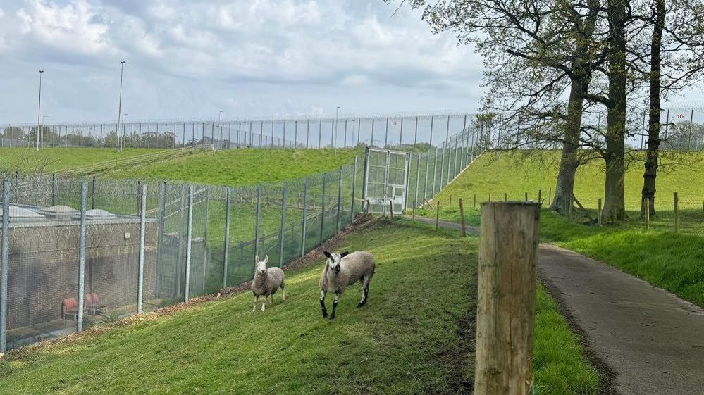 Sheep on grass surrounded by barbed wire fences 