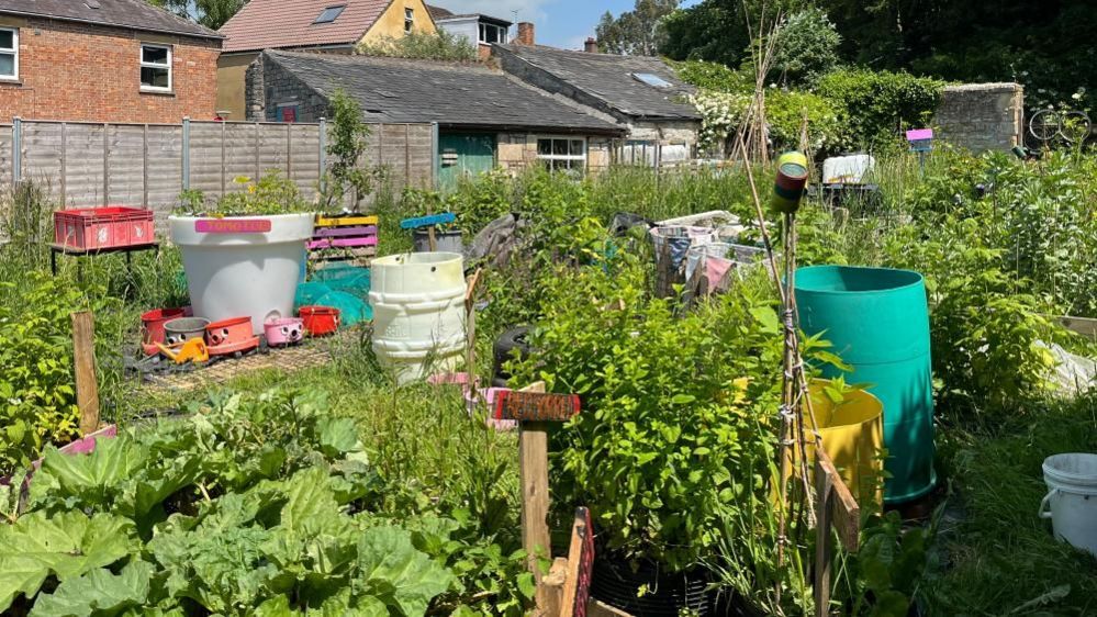 Photo of the allotment