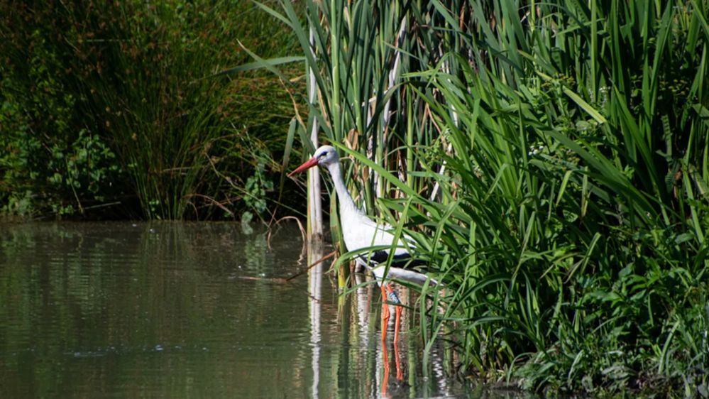 A stork wading through reeds at Knepp Castle
