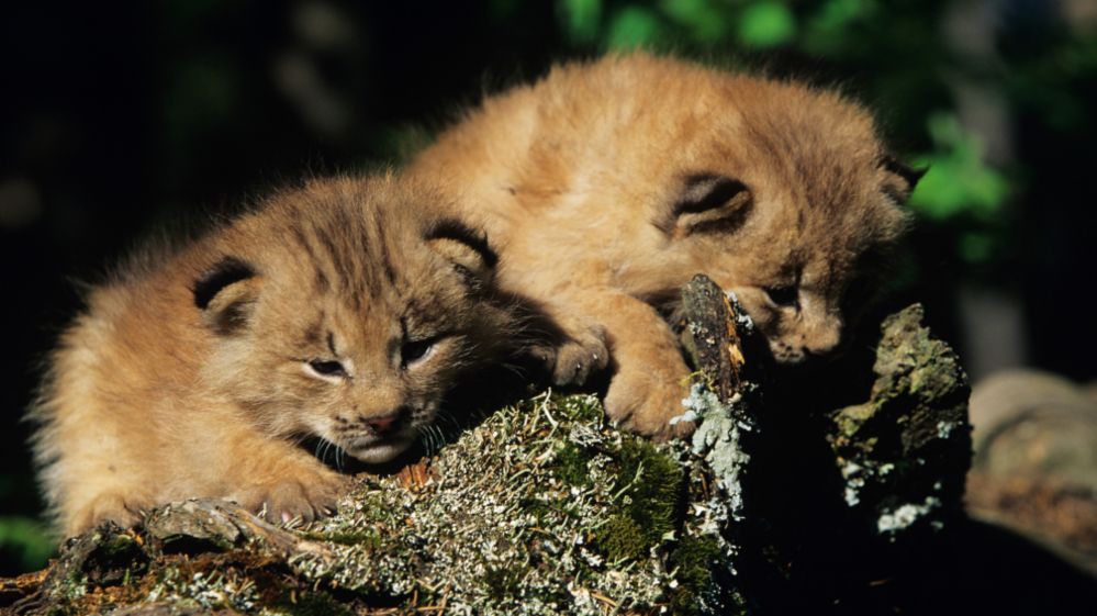 Two Carpathian Lynx kits 