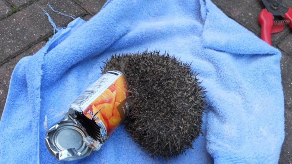 RSPCA litter warning as trapped hedgehog freed from lid BBC News
