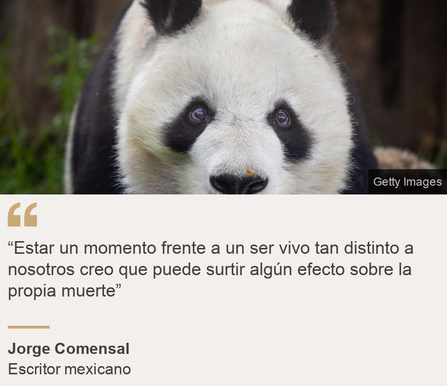 "“Estar un momento frente a un ser vivo tan distinto a nosotros creo que puede surtir algún efecto sobre la propia muerte”", Source: Jorge Comensal, Source description: Escritor mexicano, Image: Panda del zoológico de Chapultepec, Ciudad de México.