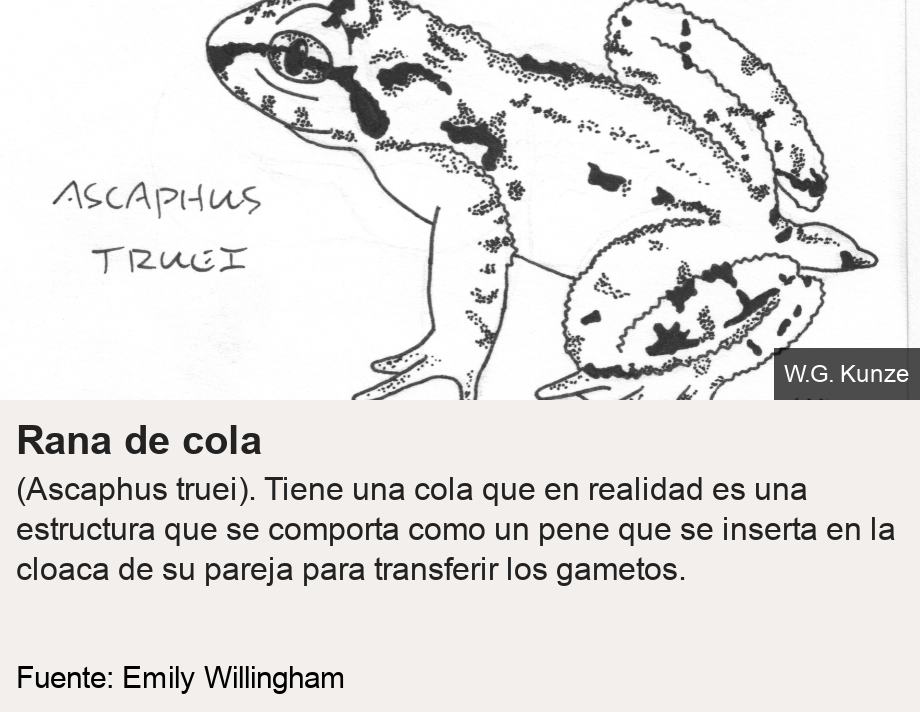 Tailed frog.  (Ascaphus truei).  It has a tail, which is actually a penis-like structure that is inserted into its partner's cloaca to transfer gametes.  [       ] Source: Source: Emily Willingham, Image: 