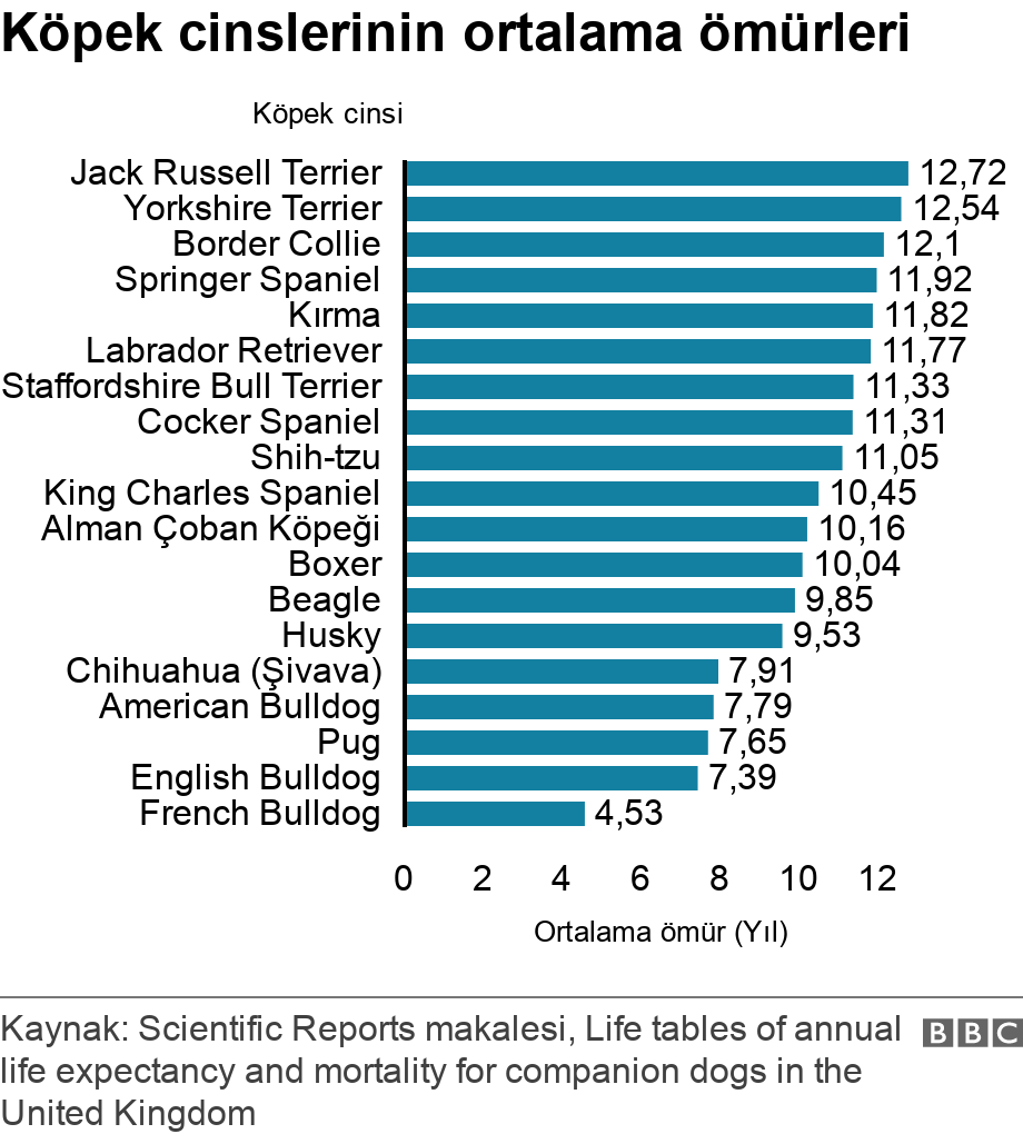 Köpek cinslerinin ortalama ömürleri. . .