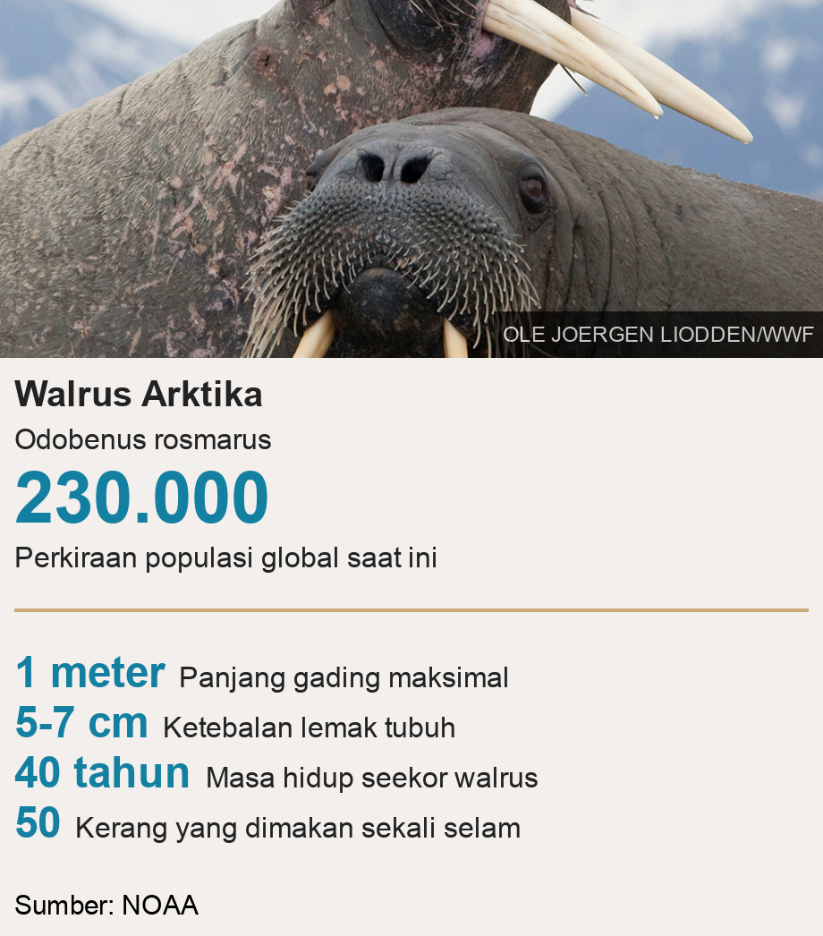 Walrus Arktika . Odobenus rosmarus [ 230.000 Perkiraan populasi global saat ini ] [ 1 meter Panjang gading maksimal ],[ 5-7 cm Ketebalan lemak tubuh ],[ 40 tahun Masa hidup seekor walrus ],[ 50 Kerang yang dimakan sekali selam ], Source: Sumber: NOAA, Image: Walrus