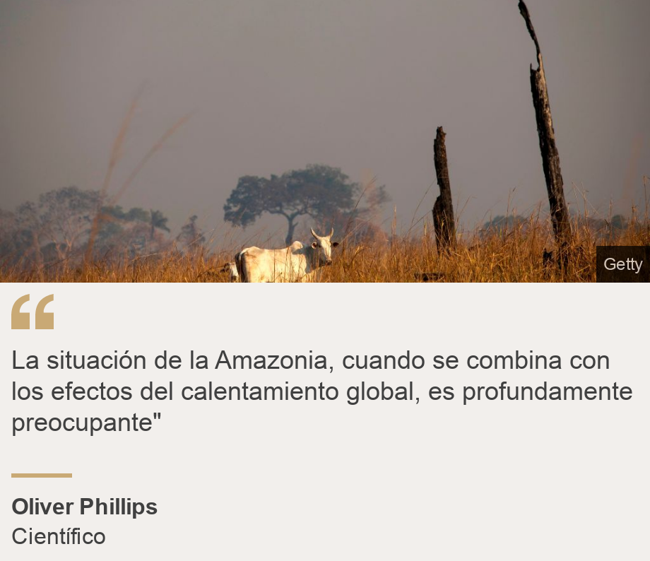 "La situación de la Amazonia, cuando se combina con los efectos del calentamiento global, es profundamente preocupante"", Source: Carlos Nobre, Source description: Científico brasileño, Image: Ganado en la selva amazónica