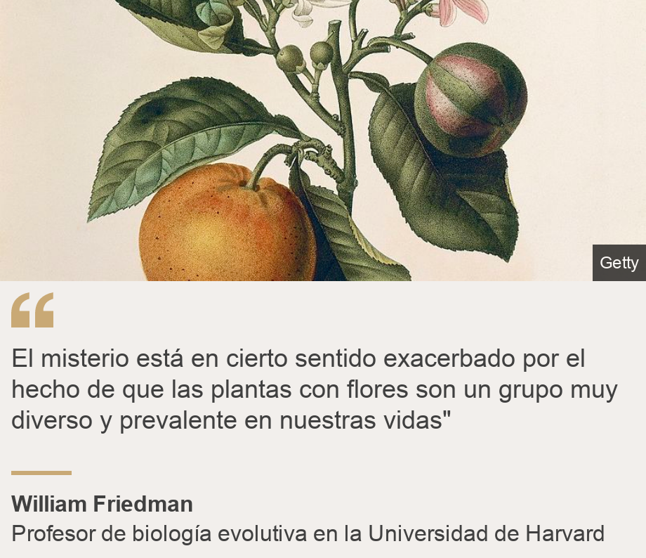 "El misterio está en cierto sentido exacerbado por el hecho de que las plantas con flores son un grupo muy diverso y prevalente en nuestras vidas"", Source: William Friedman, Source description: Profesor de biología evolutiva en la Universidad de Harvard, Image: Imagen botánica antigua