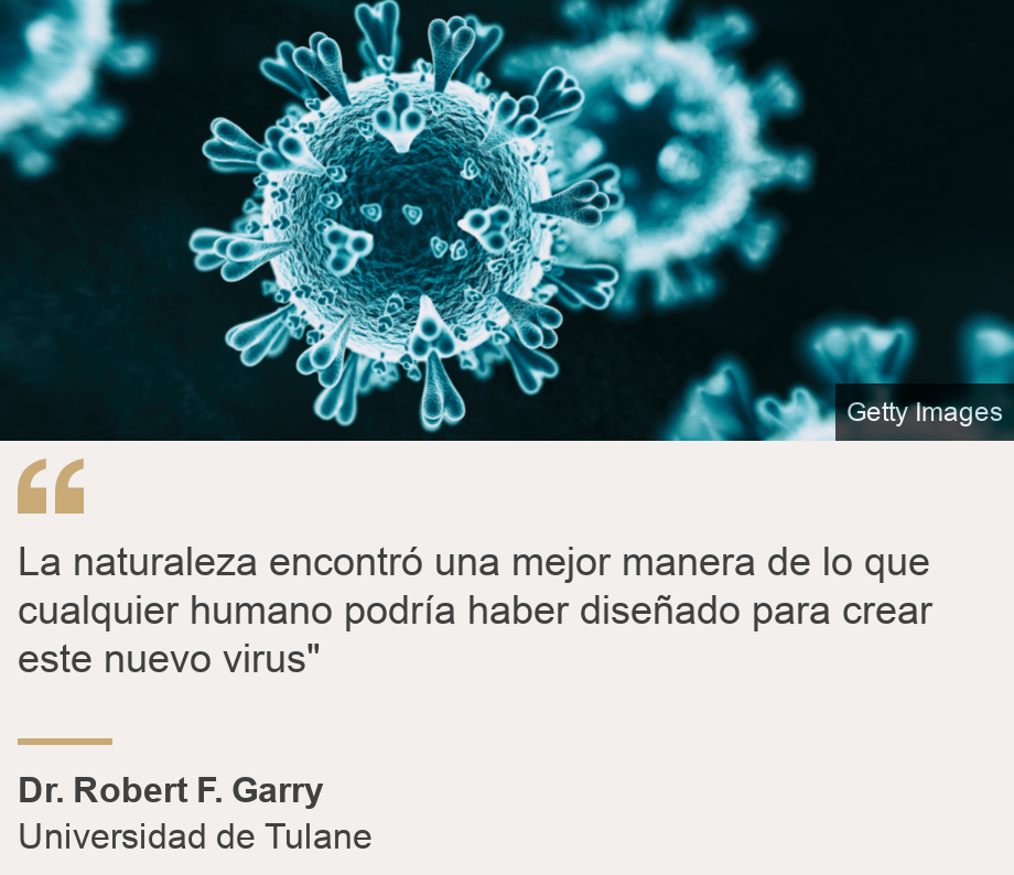 "La naturaleza encontró una mejor manera de lo que cualquier humano podría haber diseñado para crear este nuevo virus"", Source: Dr. Robert F. Garry, Source description: Universidad de Tulane, Image: 