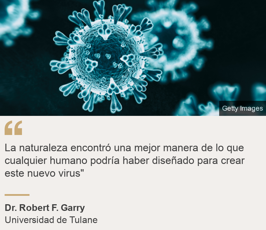 "La naturaleza encontró una mejor manera de lo que cualquier humano podría haber diseñado para crear este nuevo virus"", Source: Dr. Robert F. Garry, Source description:  Universidad de Tulane, Image: 