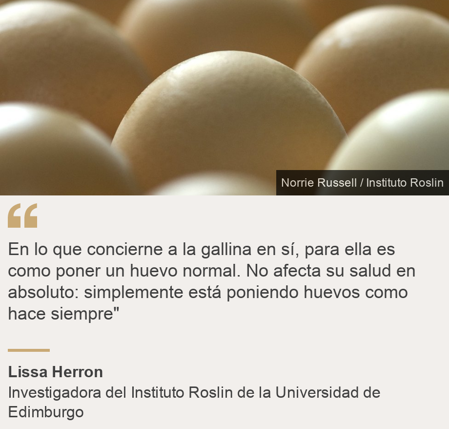 "En lo que concierne a la gallina en sí, para ella es como poner un huevo normal. No afecta su salud en absoluto: simplemente está poniendo huevos como hace siempre"", Source: Lissa Herron, Source description: Investigadora del Instituto Roslin de la Universidad de Edimburgo, Image: Huevos