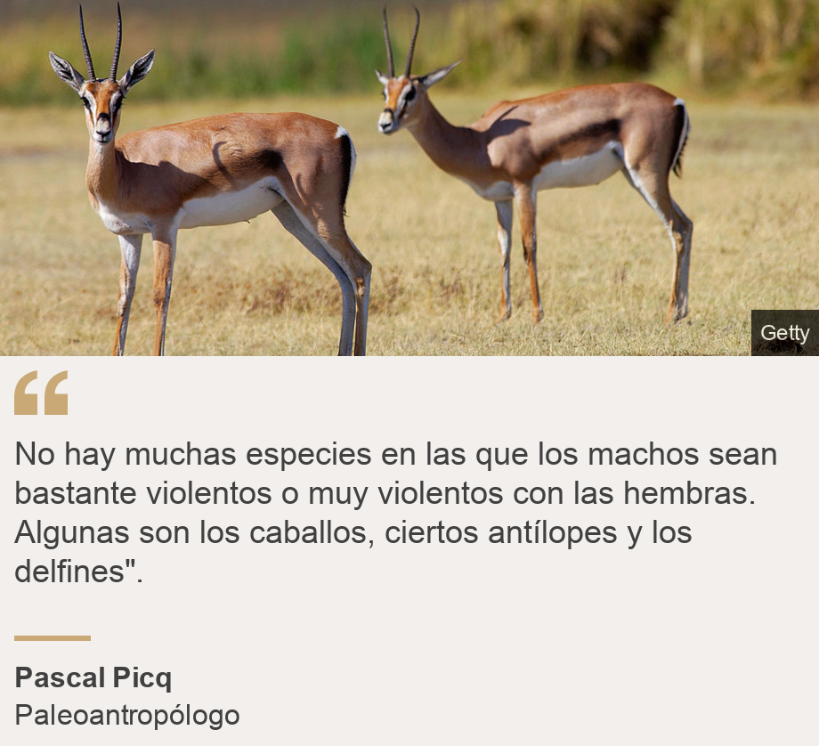 "No hay muchas especies en las que los machos sean bastante violentos o muy violentos con las hembras. Algunas son los caballos, ciertos antílopes y los delfines". ", Source: Pascal Picq, Source description: Paleoantropólogo , Image: Antílopes.