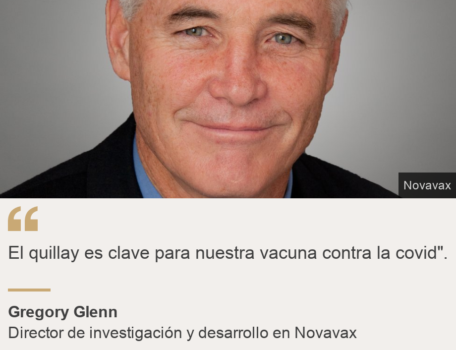 "El quillay es clave para nuestra vacuna contra la covid".", Source: Gregory Glenn, Source description: Director de investigación y desarrollo en Novavax, Image: