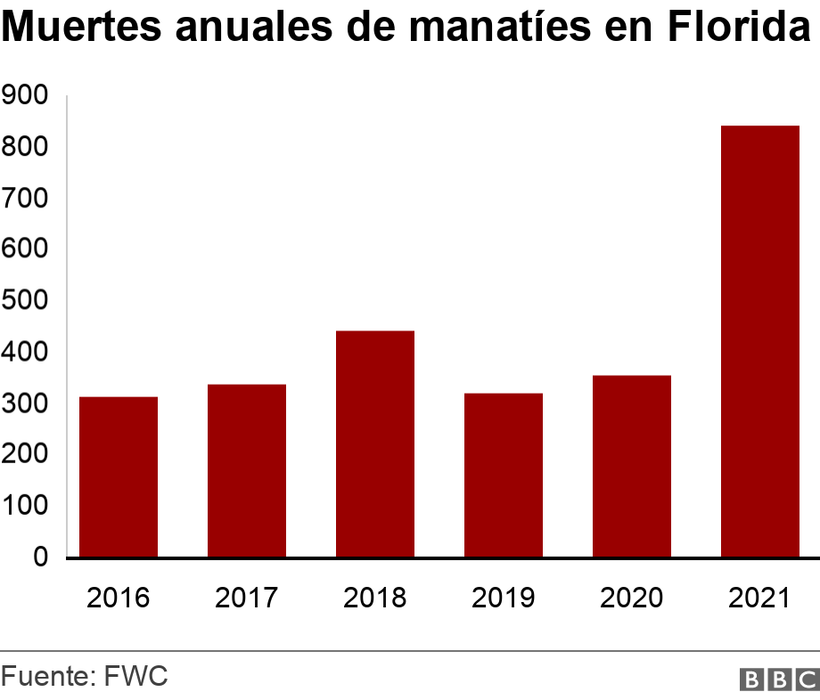 Muertes anuales de manatíes en Florida. . Un grafico que muestra el numero anual de muertes de manaties en Florida desde 2016. .