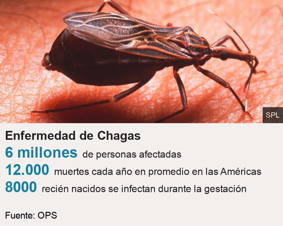 Enfermedad de Chagas.   [ 6 millones  de personas afectadas ],[ 12.000  muertes cada año en promedio en las Américas ],[ 8000 recién nacidos se infectan durante la gestación ], Source: Fuente: OPS, Image: Especie de chinche Rhodnius prolixus