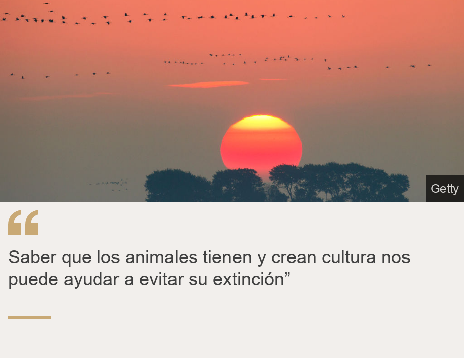 "Saber que los animales tienen y crean cultura nos puede ayudar a evitar su extinción”", Source: , Source description: , Image: 
