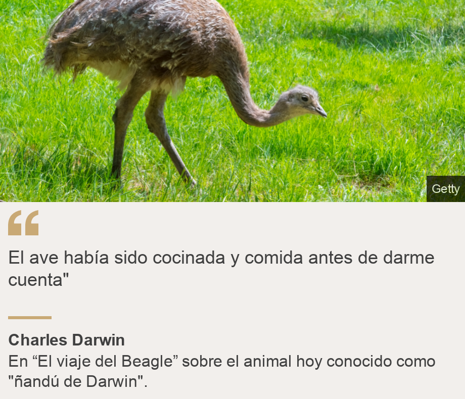 "El ave había sido cocinada y comida antes de darme cuenta"", Source: Charles Darwin, Source description: En “El viaje del Beagle” sobre el animal hoy conocido como "ñandú de Darwin"., Image: 