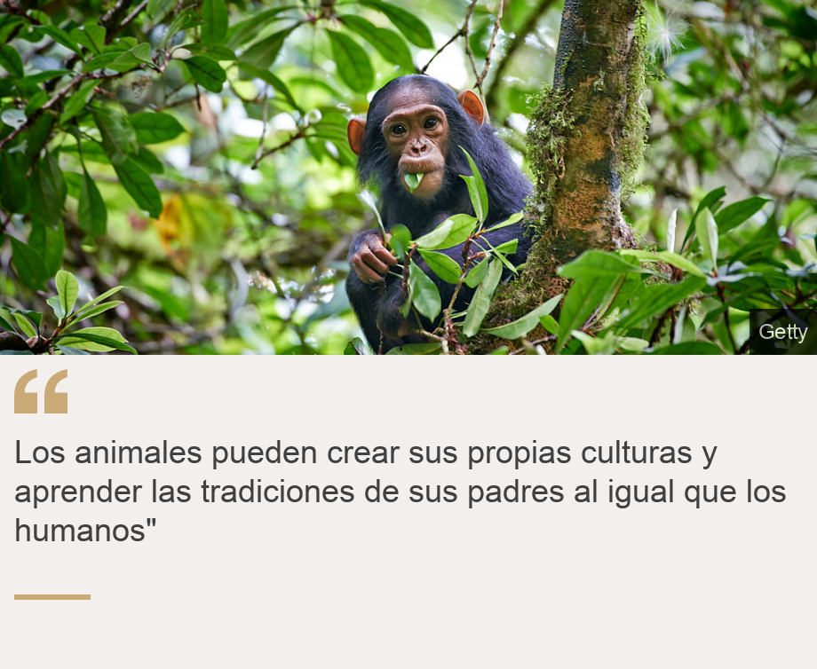 "Los animales pueden crear sus propias culturas y aprender las tradiciones de sus padres al igual que los humanos"", Source: , Source description: , Image: 