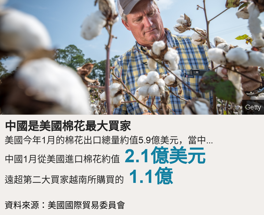 中國是美國棉花最大買家. 美國今年1月的棉花出口總量約值5.9億美元，當中...  [ 中國1月從美國進口棉花約值 2.1億美元 ],[ 遠超第二大買家越南所購買的 1.1億 ], Source: 資料來源：美國國際貿易委員會, Image: 