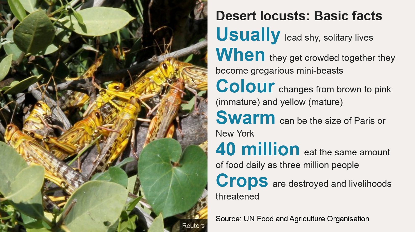 Gregarious Pest Meaning In Tamil