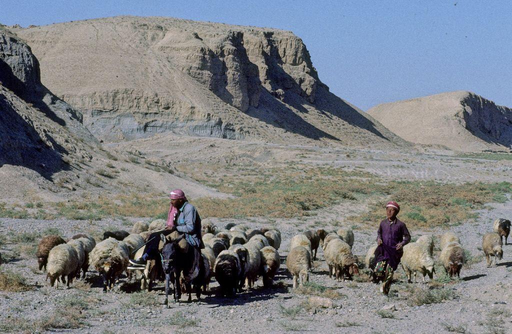 راعي وأغنامه في دير الزور