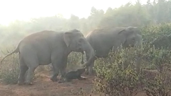 Elefantes con sus crías