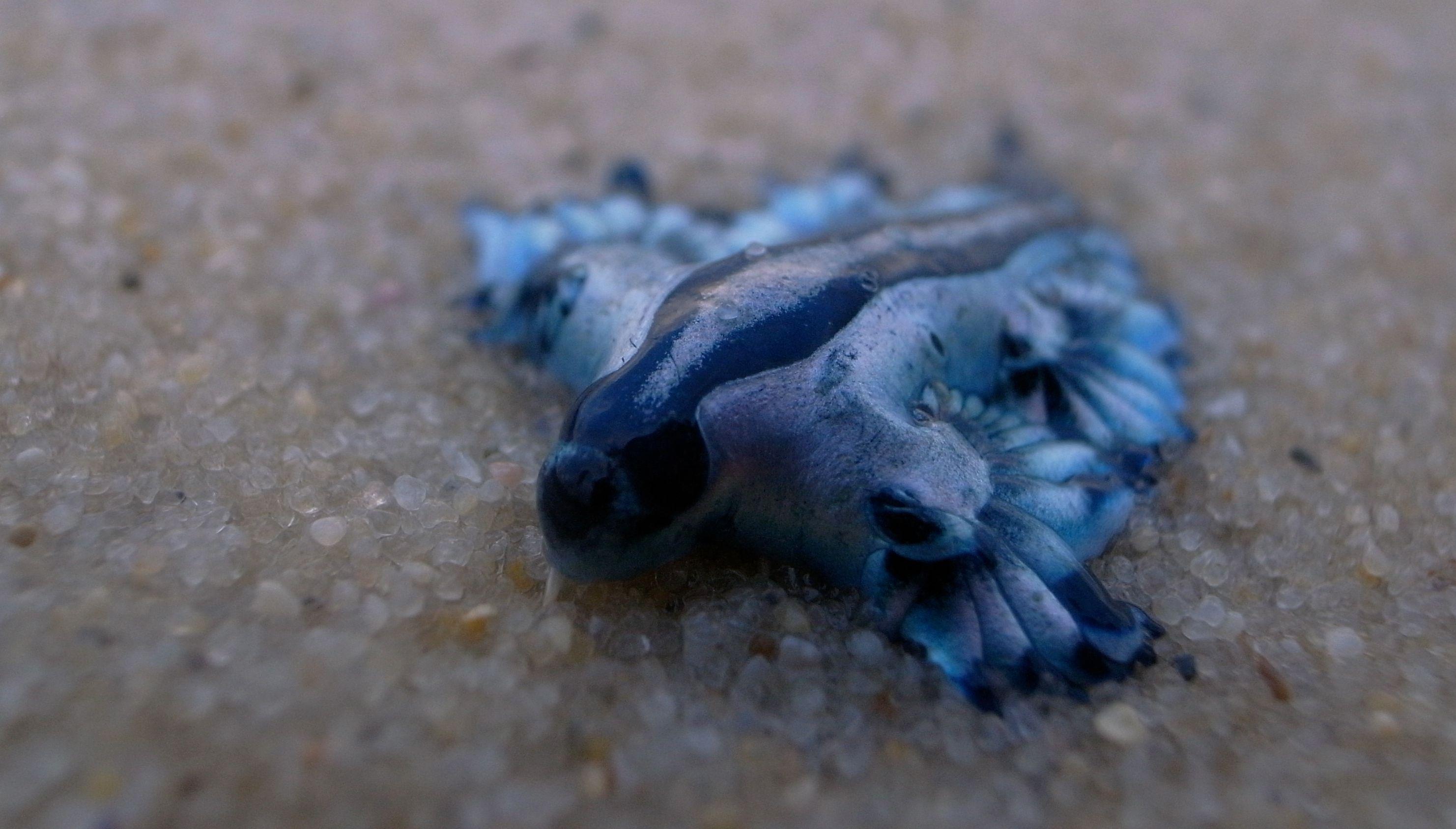 Dragão azul na areia