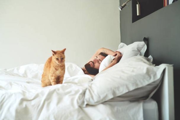 รูปแมวส้มบนเตียงผู้ชาย 